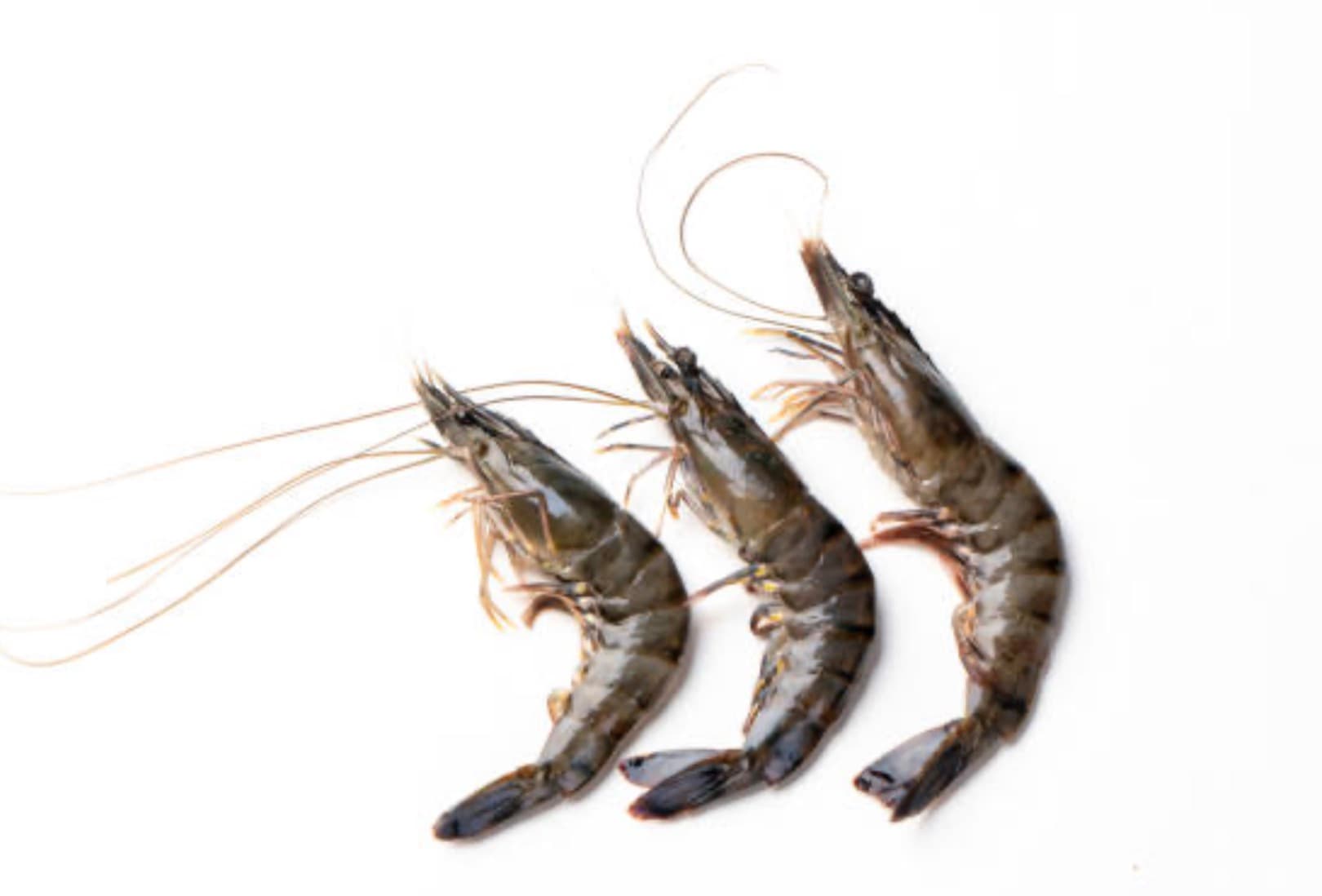 Black Tiger Shrimp