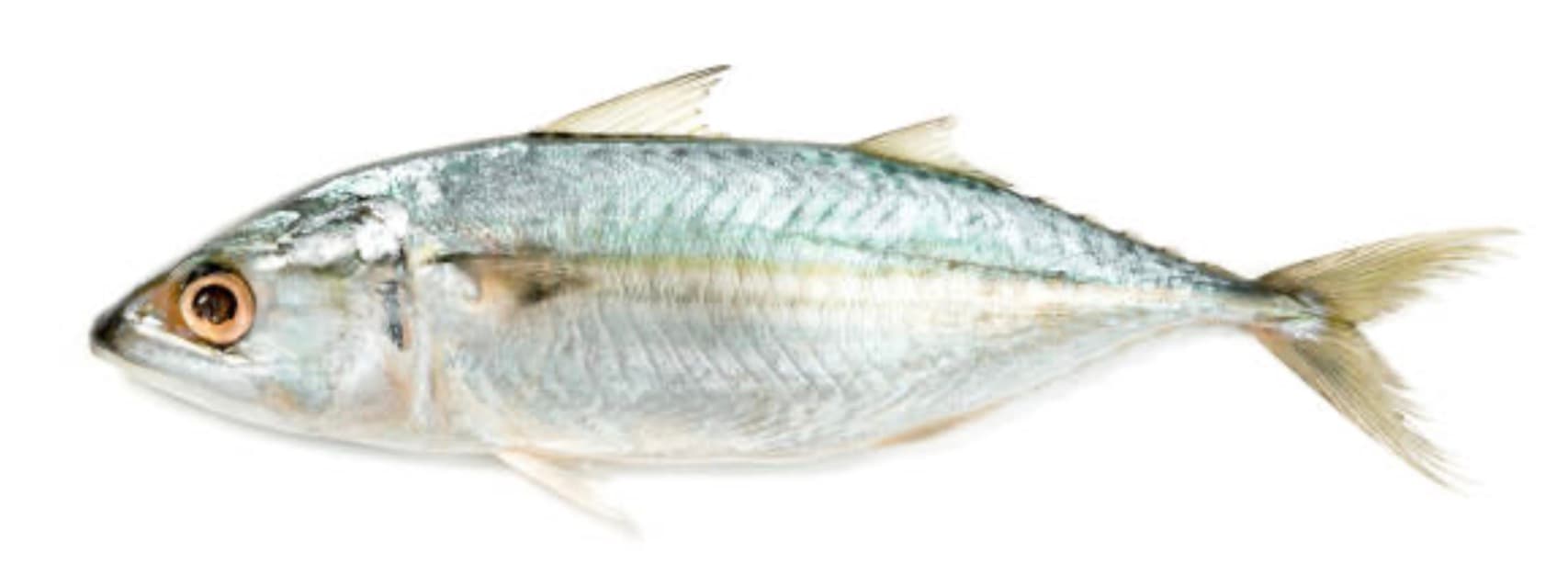 Indian Mackerel